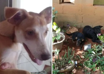 Polícia investiga mortes de cães e gatos em São Gabriel da Palha