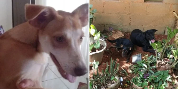 Polícia investiga mortes de cães e gatos em São Gabriel da Palha