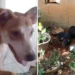 Polícia investiga mortes de cães e gatos em São Gabriel da Palha Polícia investiga mortes de cães e gatos em São Gabriel da Palha