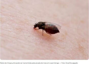 Prefeitura de Barra de São Francisco faz alerta sobre febre oropouche e reforça a importância do diagnóstico precoce