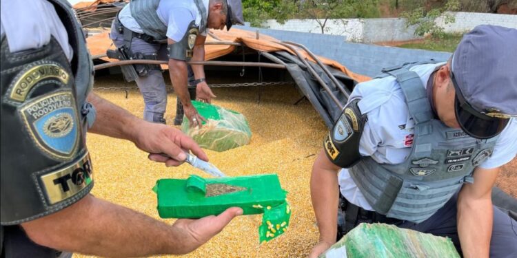 São Paulo: 2 toneladas de maconha no meio da carga de milho