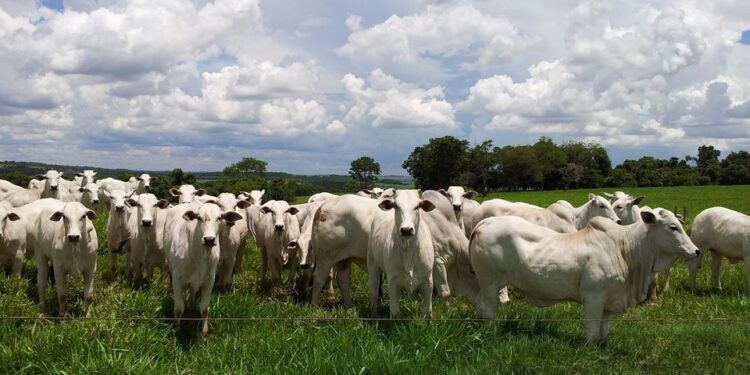 Água Doce do Norte, Ecoporanga e Barra de São Francisco aparecem em lista de cidades capixabas com mais bois do que pessoas