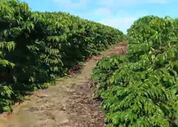 Café conilon: Trump impõe tarifa de 46% ao Vietnã, maior produtor mundial