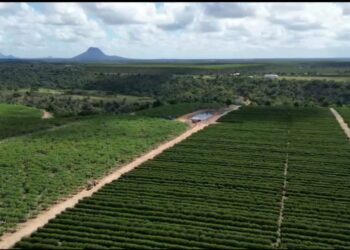 Safra de conilon no ES será de 13,1 milhões de sacas, prevê Conab; Bahia passa Rondônia