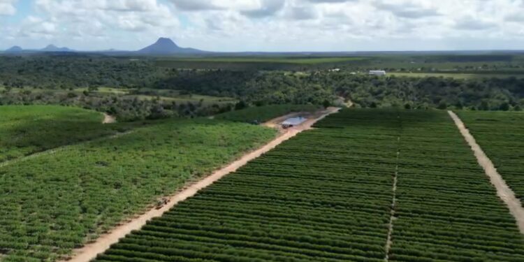 Safra de conilon no ES será de 13,1 milhões de sacas, prevê Conab; Bahia passa Rondônia