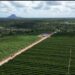 Safra de conilon no ES será de 13,1 milhões de sacas, prevê Conab; Bahia passa Rondônia Safra de conilon no ES será de 13,1 milhões de sacas, prevê Conab; Bahia passa Rondônia