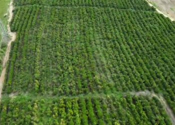 “Mercado” derruba preço do café. “Quem nos defenderá?’, questiona agrônomo