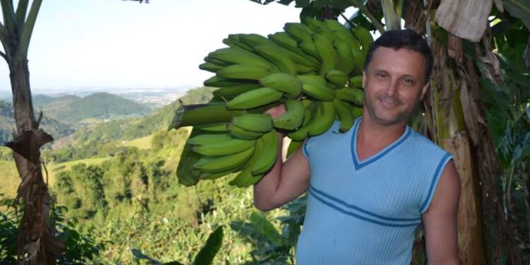 Cariacica cuida de estradas para escoar produção agrícola, liderada pela banana orgânica Cariacica cuida de estradas para escoar produção agrícola, liderada pela banana orgânica