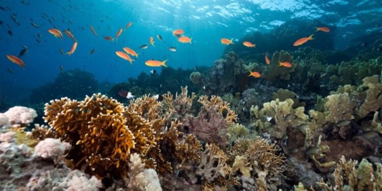 Saúde dos oceanos será debatida em Vitória dia 2 de julho