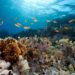 Saúde dos oceanos será debatida em Vitória dia 2 de julho