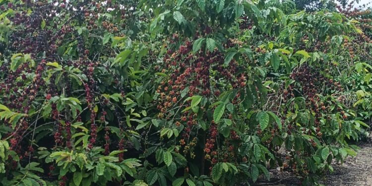 Safra recorde mundial derruba ainda mais o preço do café Safra recorde mundial derruba ainda mais o preço do café