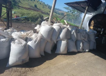 Polícia encontra grãos pelo caminho e localiza parte de sacas de café furtadas em Nova Venécia