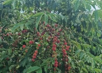 A incrível queda de R$ 1 mil no preço do arábica em 5 meses