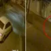 Vídeo: carro desce ladeira desgovernado e atinge casa em Nova Venécia
