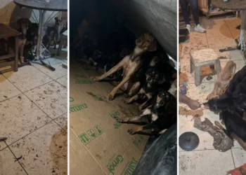 Mais de 20 cães são resgatados de situação de maus-tratos em São Mateus, no Norte do ES