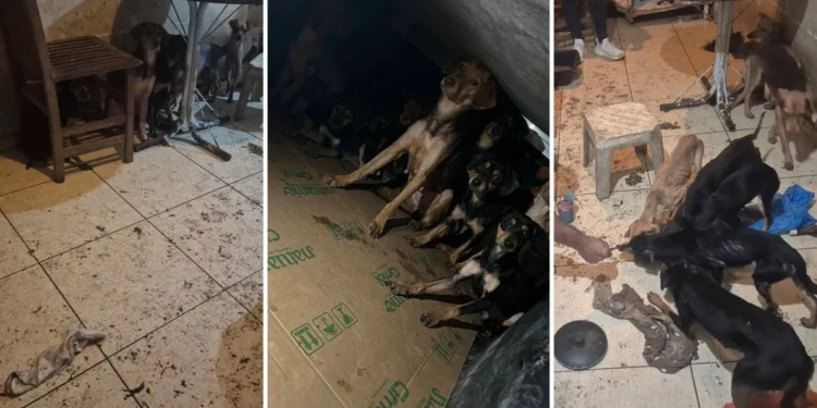 Mais de 20 cães são resgatados de situação de maus-tratos em São Mateus, no Norte do ES Mais de 20 cães são resgatados de situação de maus-tratos em São Mateus, no Norte do ES