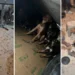 Mais de 20 cães são resgatados de situação de maus-tratos em São Mateus, no Norte do ES