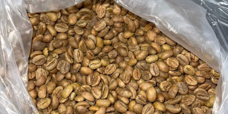 Concurso de café de Jaguaré chega à fase de análise de amostras