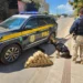PRF apreende 52 kg de pasta base de cocaína em fundo falso de carro na BR-259, em Baixo Guandu
