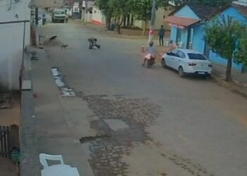Vídeo mostra homem matando cachorro em via pública em Baixo Guandú