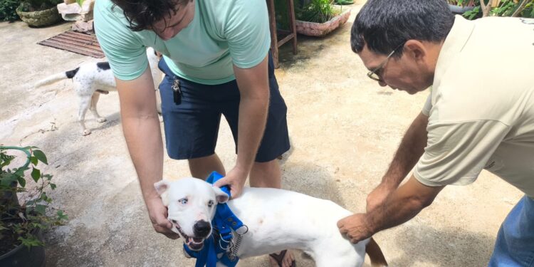 Vacinação contra raiva para cães e gatos será neste sábado (16) em comunidades rurais de Barra de São Francisco