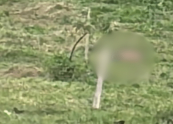 Dois homens são mortos a tiros no bairro Morada do Lago, em São Mateus