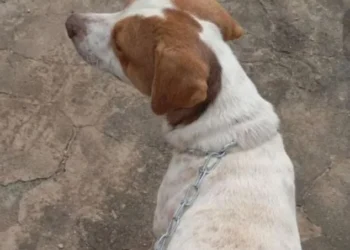Cachorro vítima de zoofilia é resgatado em Baixo Guandú