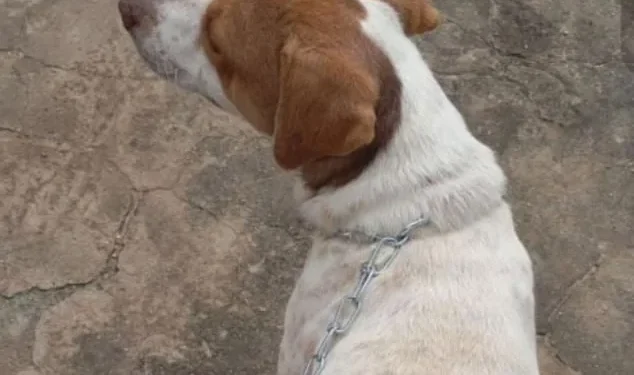 Cachorro vítima de zoofilia é resgatado em Baixo Guandú