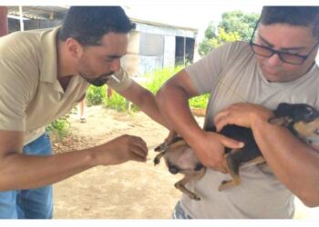 Barra de São Francisco terá Dia D de vacinação antirrábica neste sábado (27); confira os locais