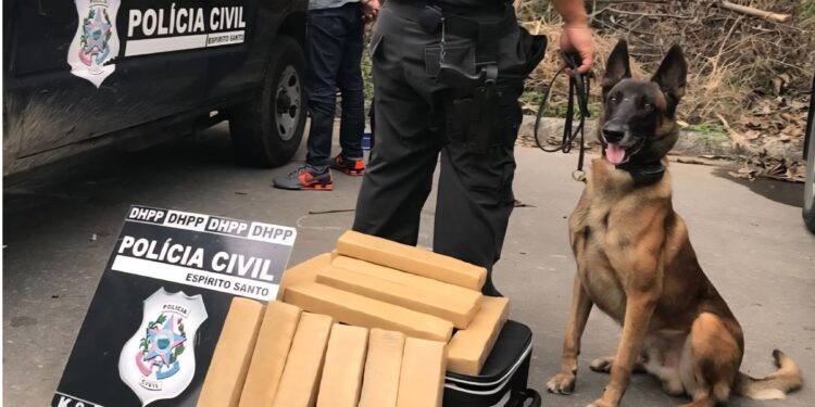 Morre Zack, veterano K9 do combate ao crime da Policia Civil
