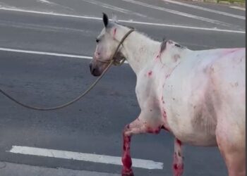 Polícia Civil resgata cavalos vítimas de maus-tratos em Cariacica