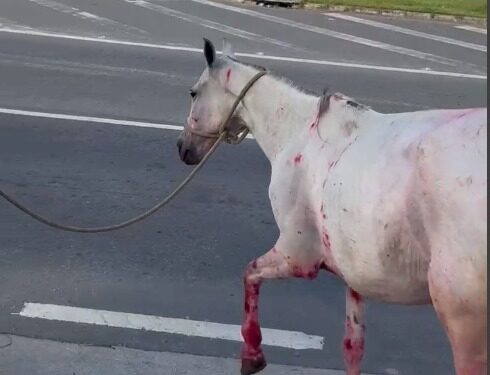 Polícia Civil resgata cavalos vítimas de maus-tratos em Cariacica