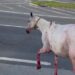 Polícia Civil resgata cavalos vítimas de maus-tratos em Cariacica Polícia Civil resgata cavalos vítimas de maus-tratos em Cariacica
