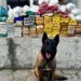 Polícia de São Mateus apreende mais de 100 kg de drogas e causa prejuízo de R$ 5 milhões para o tráfico Polícia de São Mateus apreende mais de 100 kg de drogas e causa prejuízo de R$ 5 milhões para o tráfico