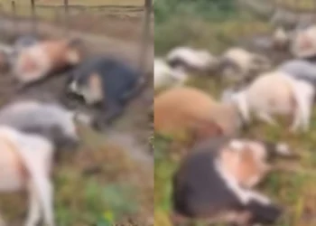 Raio mata 29 bois e causa prejuízo de R$ 130 mil em Barra de São Francisco