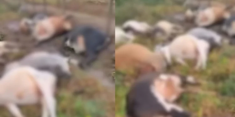 Raio mata 29 bois e causa prejuízo de R$ 130 mil em Barra de São Francisco