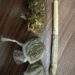 Polícia apreende drogas no Centro de Ecoporanga Polícia apreende drogas no Centro de Ecoporanga