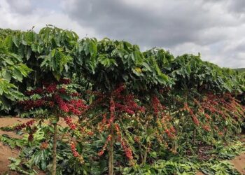 Produtores de Mantenópolis e Alto Rio Novo revolucionam cultura do café