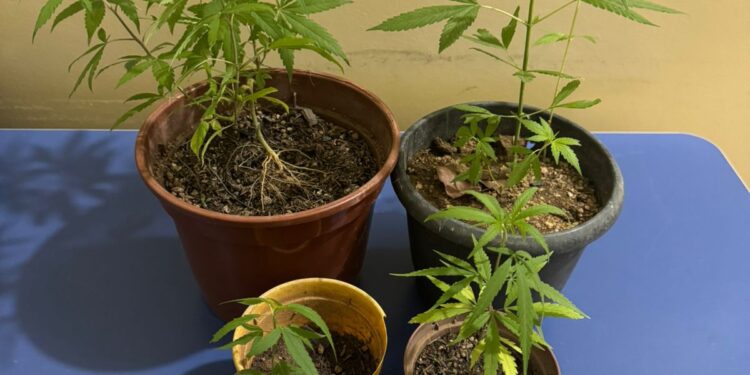 Polícia apreende pés de maconha após denúncia no interior de Ecoporanga Polícia apreende pés de maconha após denúncia no interior de Ecoporanga