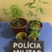 Polícia apreende pés de maconha após denúncia no interior de Ecoporanga Polícia apreende pés de maconha após denúncia no interior de Ecoporanga