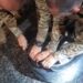 PRF prende motorista, na BR 101 Sul, e apreende 3kg de drogas destinadas ao Noroeste PRF prende motorista, na BR 101 Sul, e apreende 3kg de drogas destinadas ao Noroeste