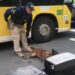 O “movimento” não para: PRF apreende em bagageiro de ônibus 21kg de maconha em Guarapari
