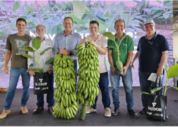 ES desenvolve banana mais resistente a pragas e que produz 30kg por cacho