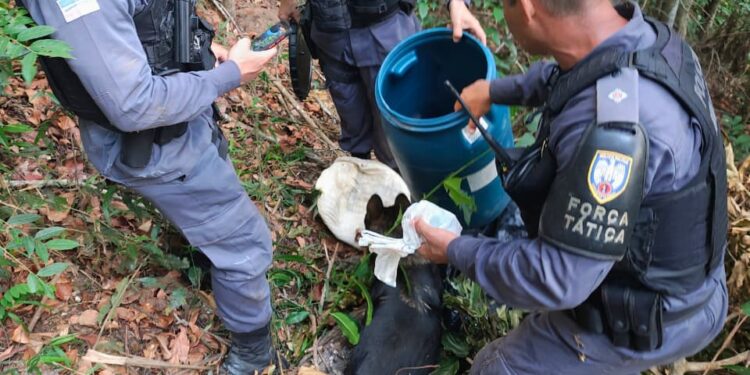 Operação da Força Tática com apoio do K9 apreende quase 3 kg de drogas em Águia Branca Operação da Força Tática com apoio do K9 apreende quase 3 kg de drogas em Águia Branca