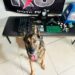 Polícia detém três suspeitos e apreende de armas e drogas no interior de Nova Venécia Polícia detém três suspeitos e apreende de armas e drogas no interior de Nova Venécia