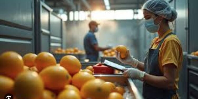 Pancas vai diversificar produção agrícola com abacaxi e citrus Pancas vai diversificar produção agrícola com abacaxi e citrus