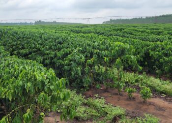 ICMS do café cresceu 76% apesar da redução da alíquota em 2025