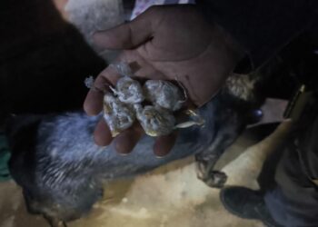 Homem é apreendido com 71 pedras de crack durante ação da Força Tática no bairro Cruzeiro, em Barra de São Francisco