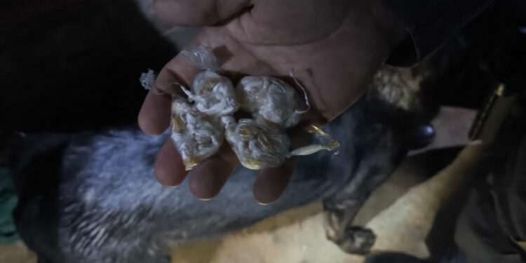 Homem é apreendido com 71 pedras de crack durante ação da Força Tática no bairro Cruzeiro, em Barra de São Francisco