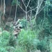 Duas pessoas morrem após carreta carregada de lajotas cair em ribanceira em Baixo Guandu